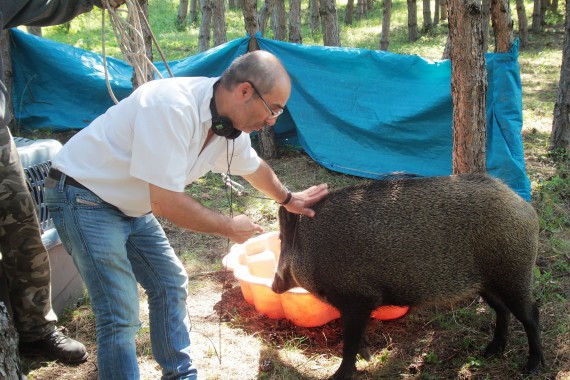 Vaddisznóval nem könnyű