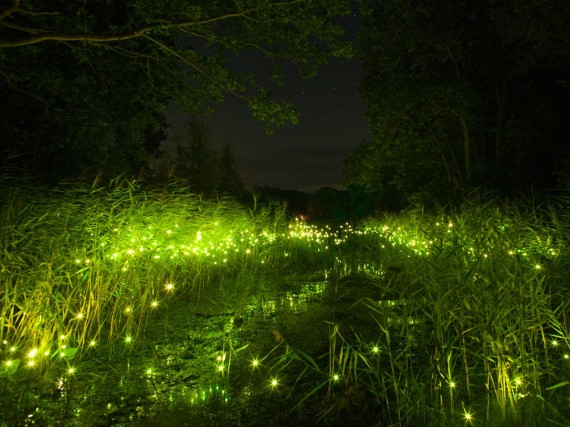 Lampyris noctiluca